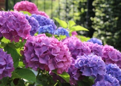 Pisani cvetovi hortenzij odražajo kislost oziroma bazičnost tal. (Foto: Dreamstime)
