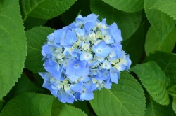 Če želite modre cvetove, poskrbite, da bodo tla bolj kisla. (Foto: Shutterstock)