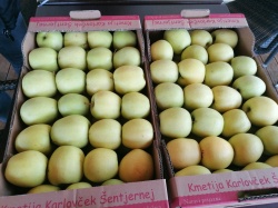 Na kmetiji Karlovček gojijo 41 različnih sort jabolk (Foto: L. M.)