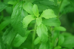 Stevia je grm nižje rasti. (Foto: Pixabay)