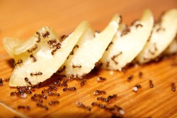 Mravlje obožujejo škrobne jedi. Če imajo priložnost, si hitro privoščijo redilen obrok.