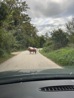 Konj na cesti je v okolici Dobruške vasi že skoraj nekaj vsakdanjega.