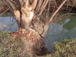 Obglodano drevo in stečina (Foto: Barbara Ploštajner)