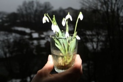 Znanilke pomladi - pa zima še na polovici ni ... (Foto: arhiv lokalno.si)