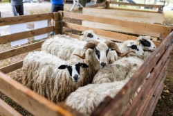 28. razstava ovc in koz ter revija ovčarskih psov bosta spet v Semiču