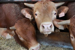 Kmetje ostro nasprotujejo predlogu, da bi stanje rejnih živali na  kmetijah nadzorovali pooblaščeni svetovalci, ki bi imeli za seboj le  40-urni tečaj. (Foto: T. F.)
