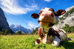 Kar se dogaja z odvzemom krav, je res prava štala. (Foto: Shutterstock)