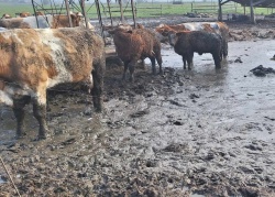 V takem okolju naj bi bile krave, ki so jih pri Krškem odvzeli kmetu. (Foto: FB Društvo za zaščito konj)