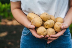 Ste se kdaj vprašali, zakaj lahko krompir skladiščimo, zakaj že v zemlji ne požene novih kalčkov?