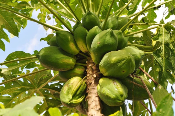 Drevo papaje izjemno hitro raste, zdravilno učinkovino papain pa najdemo  tudi v listih in semenih, ki jih uporabljajo pri zaustavljanju driske.