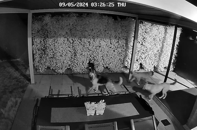Psi na terasi ene od hiš (Foto: zajem zaslonske slike varnostne kamere)